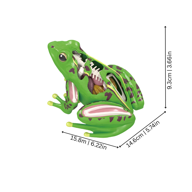 Anatomy Knowledge – Interactive 4D Biology Learning Model for Kids