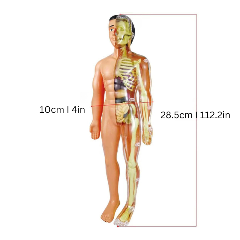Body Knowledge Set – Interactive 3D Human Anatomy Learning Toy for Kids