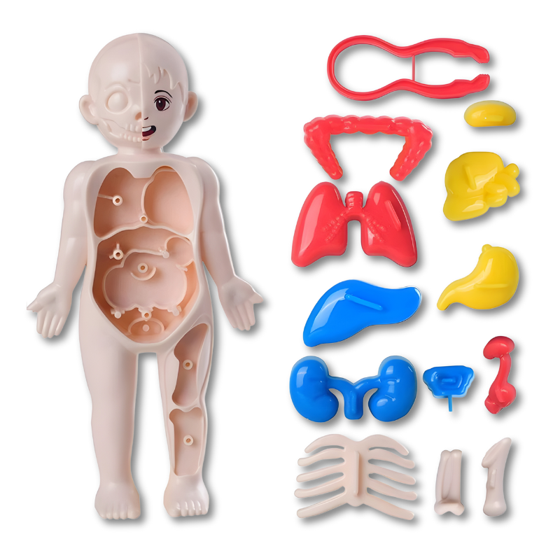 Body Knowledge - Interactive Human Anatomy STEM Learning Set