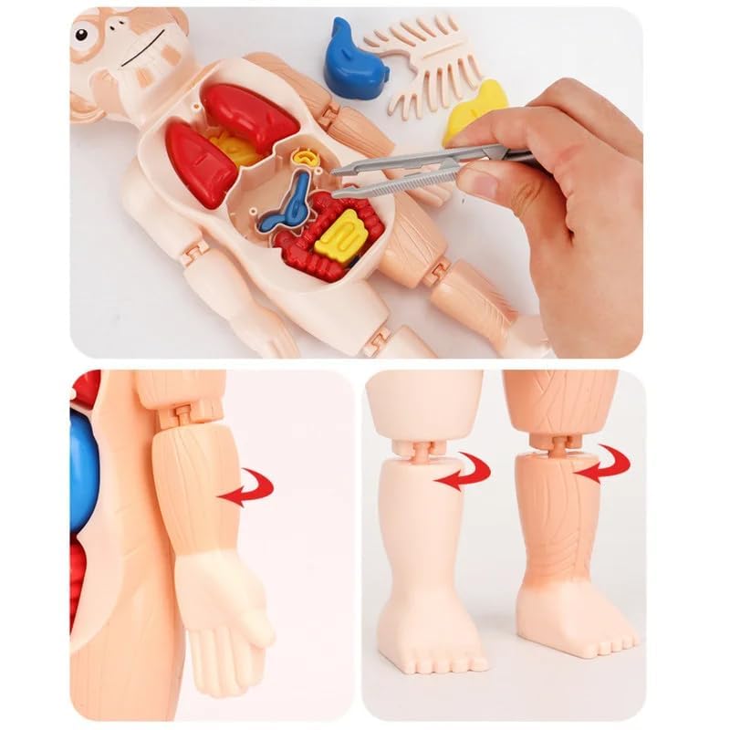 Explore the Human Body – 3D Anatomy Model for Kids