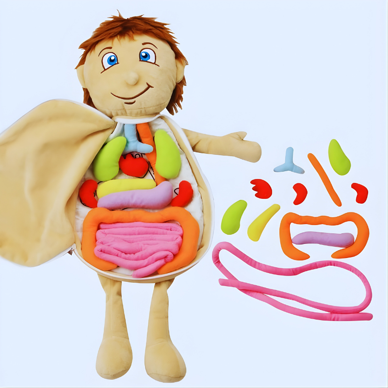Soft Body World – Interactive Plush Anatomy Learning Toy for Curious Little Minds
