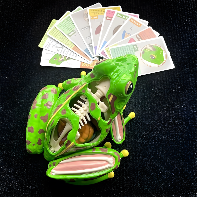 Anatomy Knowledge – Interactive 4D Biology Learning Model for Kids