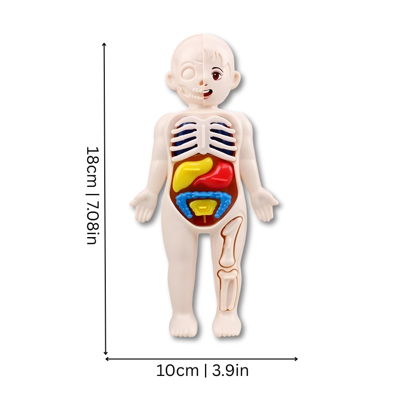 Body Knowledge - Interactive Human Anatomy STEM Learning Set