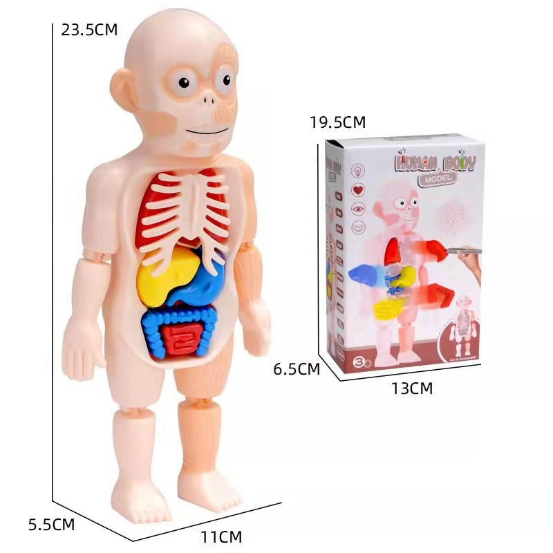 Explore the Human Body – 3D Anatomy Model for Kids