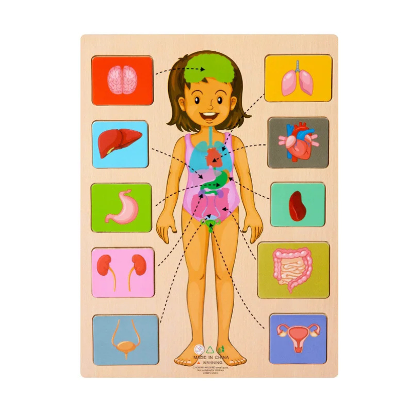 BodyPuzzle – Montessori Human Body Wooden Puzzle for Hands-On Learning