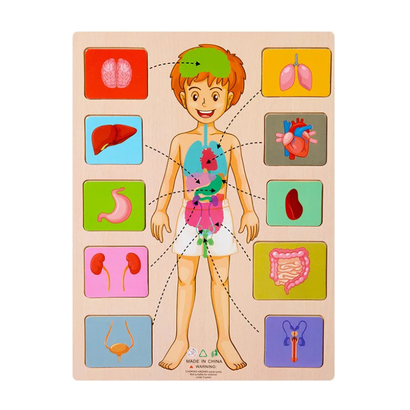 BodyPuzzle – Montessori Human Body Wooden Puzzle for Hands-On Learning