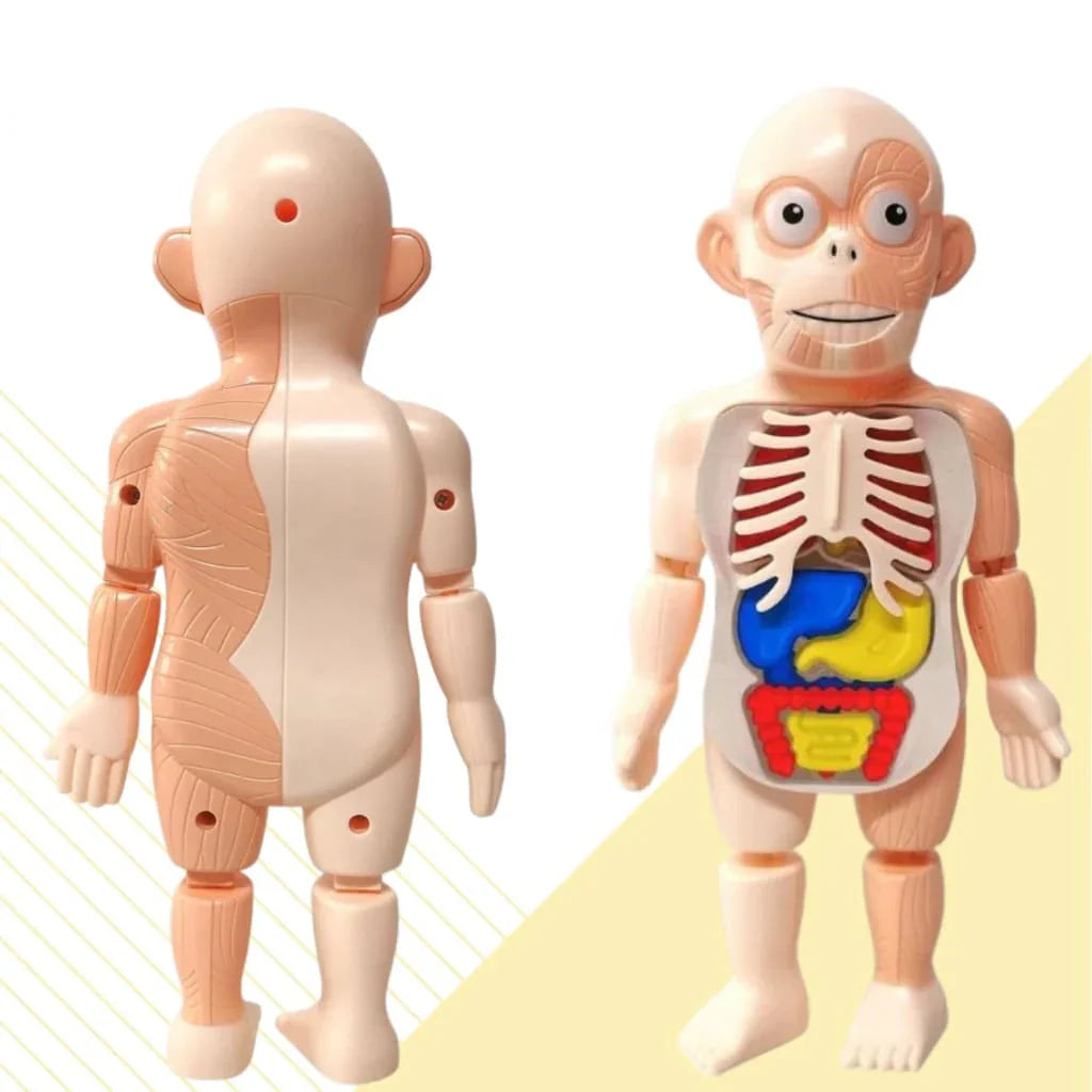 Explore the Human Body – 3D Anatomy Model for Kids