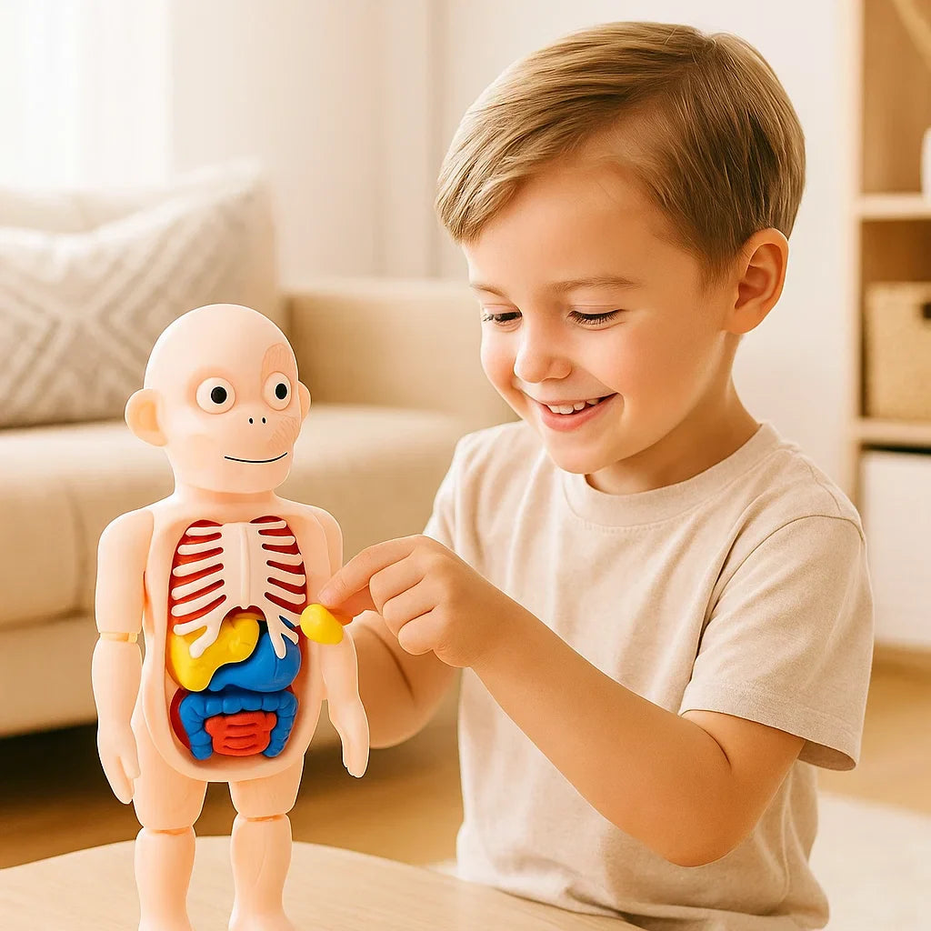 Explore the Human Body – 3D Anatomy Model for Kids