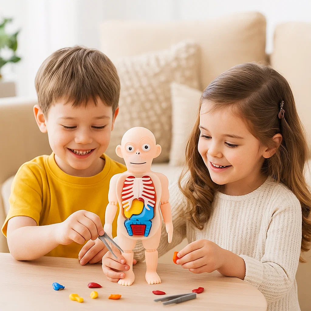 Explore the Human Body – 3D Anatomy Model for Kids